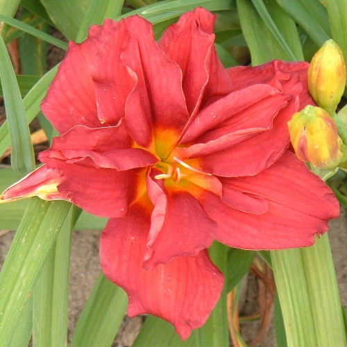 Double Firecracker