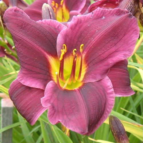 Grape Velvet