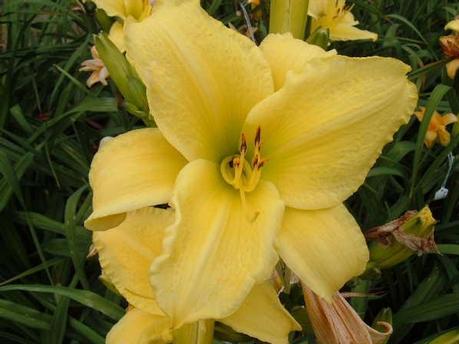 DAYLILIES