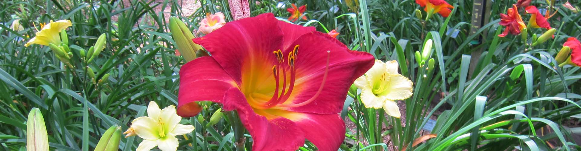 Lily bulbs, daylilies, peonies & ornamental grasses