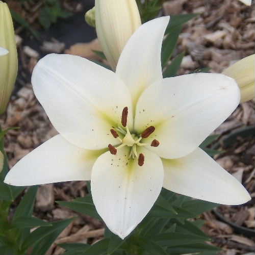 Lily Bulbs