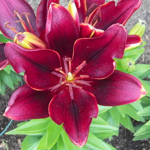 Asiatic Lilies for Sale, Pink Flight Asiatic Lily