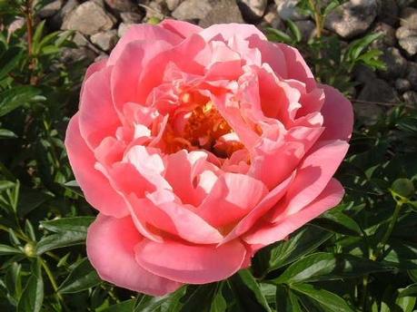 Pink Hawaiian Coral